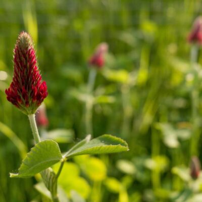 Blodkløver (Trifolium incarnatum) økologisk