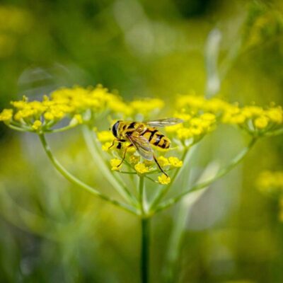 Alm. Fennikel (Foeniculum vulgare) økologisk 1 kg