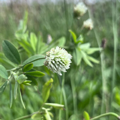 Aleksandriner kløver (Trifolium alexandrinum) – økologisk 2 kg