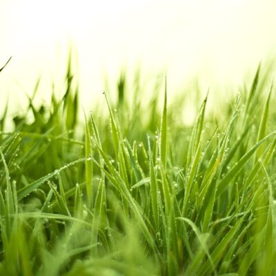 EAG- græsblanding – Korn – 10 kg