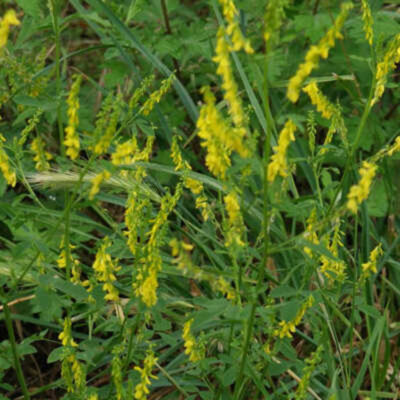 Gul stenkløver (Melilotus officinalis) ca. 15.000 frø -10 g