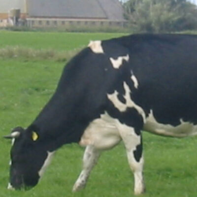 Frøblanding Ø 34
